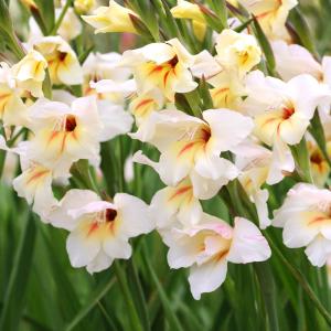 国華園 [メール便配送] 秋植え球根 早咲グラジオラス カリーネ 3球