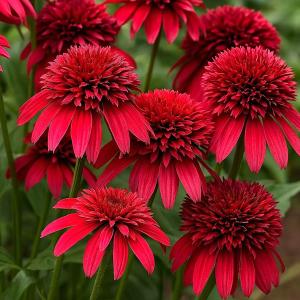 国華園 花苗 エキナセア ダブルスクープ クランベリー 1株 / 花の苗 多年草