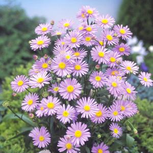 国華園 花苗 ボルドー菊 8株