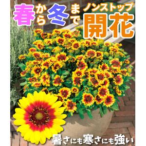 国華園 花苗 ガイラルディア スターバースト ...の詳細画像1