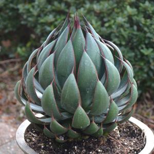 国華園 多肉植物 マンガベ プレイングハンズ 1...の商品画像
