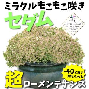 国華園 花苗 セダム モコランド サクラアフロ...の詳細画像1