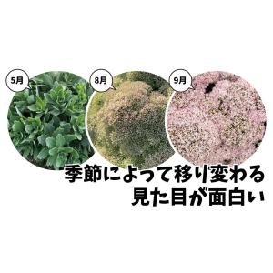 国華園 花苗 セダム モコランド サクラアフロ...の詳細画像2