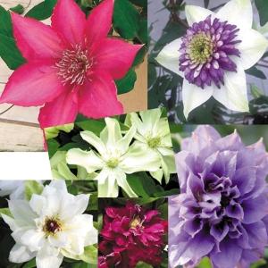 国華園 花苗 クレマチス福袋 4株 送料込み / 花の苗 つる性植物 多年草