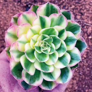 国華園 多肉植物 アエオニウム ハイシアン 1株の商品画像