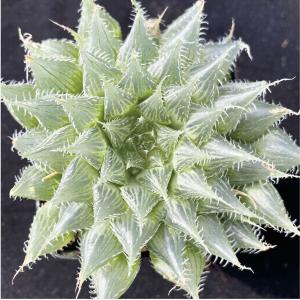 国華園 多肉植物 ハオルチア ブラックベア・ダイアナ 1株