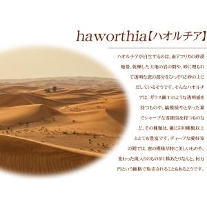 国華園 多肉植物 ハオルチア ブラックベア・ダ...の詳細画像2