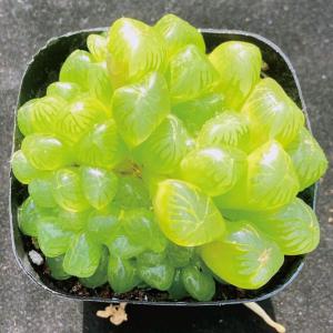 国華園 多肉植物 ハオルチア クーパー 1株の商品画像