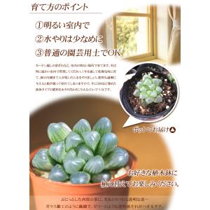 国華園 多肉植物 ハオルチア クーパー 1株の詳細画像3