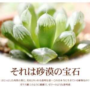 国華園 多肉植物 ハオルチア アイススノー 1株の詳細画像1