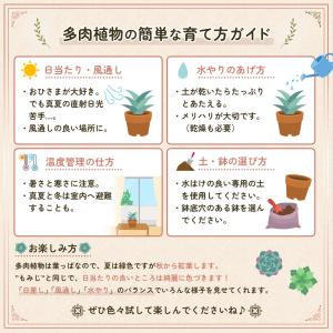国華園 多肉植物 ハオルチア アイススノー 1株の詳細画像4