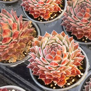 国華園 多肉植物 センペルビウム フラッフィー 1株