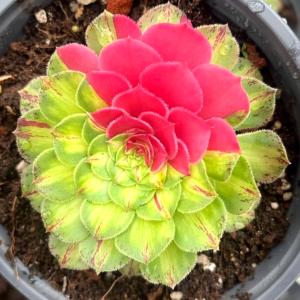 国華園 多肉植物 アエオニウム チフォ 1株