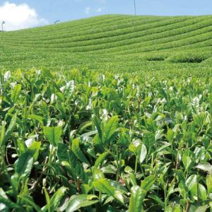 国華園 有用植物苗 お茶の木 ベニフウキ 2株 ...の商品画像