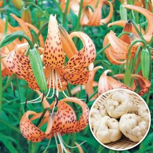 国華園 有用植物 食用ユリ ユリ根 コオニユリ 4球 / 百合 百合根 ゆり根 ゆりね こおにゆり 食用百合 食用ゆり 茶碗蒸し 天ぷら 植物