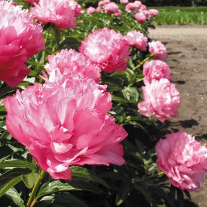 国華園 芍薬苗 ジョーカー 1株 12cmポット苗 宿根草