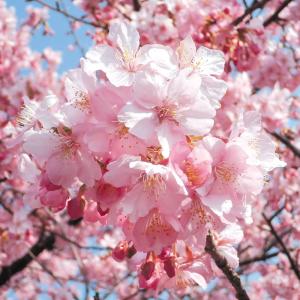 国華園 桜苗 河津桜 1株 接木1年生根巻苗(樹高約50〜80cm) 花木苗