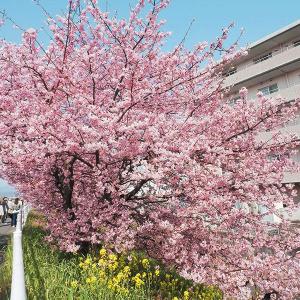 国華園 桜苗 河津桜 1株 接木1年生根巻苗(...の詳細画像2
