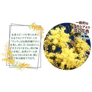 国華園 アカシア苗 テレサ 1株 挿木1年生1...の詳細画像2