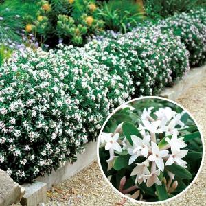 国華園 四季咲き沈丁花苗 エターナルフレグランス 1株 挿木2年生10.5cmポット苗 花木苗
