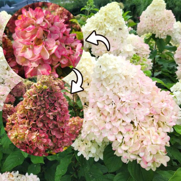 国華園 ノリウツギ苗 宵咲 1株 13.5cmポット苗 花木苗