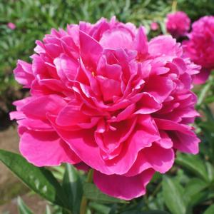 国華園 芍薬苗 小島の輝 1株 2〜3芽付素掘苗 宿根草
