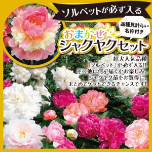 国華園 芍薬苗 おまかせシャクヤクセット 送料...の詳細画像1