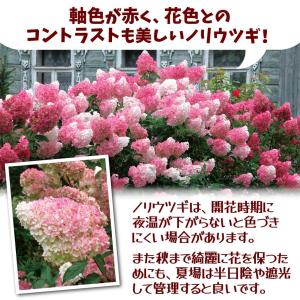 国華園 ノリウツギ苗 バニラストロベリー 1株...の詳細画像2