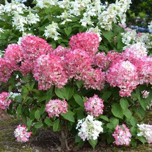 国華園 ノリウツギ苗 ダイヤモンドルージュPVP 1株 挿木2年生12cmポット苗 花木苗
