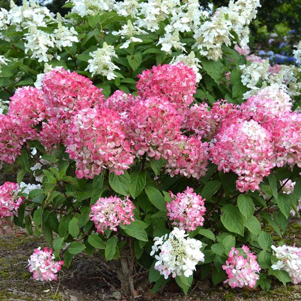 国華園 ノリウツギ苗 ダイヤモンドルージュPVP 1株 挿木2年生12cmポット苗 花木苗