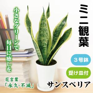 国華園 ミニ観葉植物 テーブル観葉 サンスベリア スパーバ 3号鉢 1鉢 受け皿付 爆買