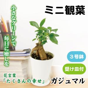 国華園 ミニ観葉植物 テーブル観葉 ガジュマル 3号鉢 1鉢 受け皿付 爆買