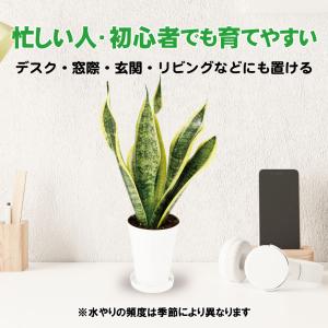 国華園 ミニ観葉植物 テーブル観葉 ストレリチ...の詳細画像3