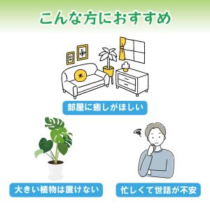 国華園 ミニ観葉植物 テーブル観葉 ヒメモンス...の詳細画像2