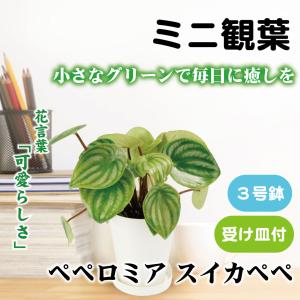 国華園 ミニ観葉植物 テーブル観葉 ペペロミア スイカペペ 3号鉢 1鉢 受け皿付 本物 プラ鉢植え 白い鉢 おしゃれ 卓上サイズ インテリア 室内
