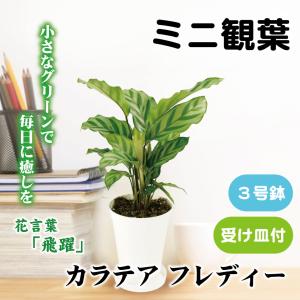 国華園 ミニ観葉植物 テーブル観葉 カラテア フ...の商品画像