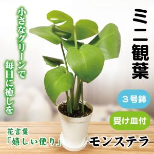 国華園 ミニ観葉植物 テーブル観葉 モンステラ 3号鉢 1鉢 受け皿付 爆買