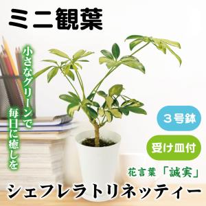 国華園 ミニ観葉植物 テーブル観葉 シェフレラ トリネッティー 3号鉢 1鉢 受け皿付 本物 プラ鉢植え 白い鉢 おしゃれ 卓上サイズ インテリア 室内