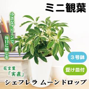 国華園 ミニ観葉植物 テーブル観葉 シェフレラ ムーンドロップ 3号鉢 1鉢 受け皿付 本物 プラ鉢植え 白い鉢 おしゃれ 卓上サイズ インテリア 室内