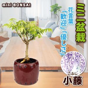 国華園 ミニ盆栽 小藤 1鉢の商品画像