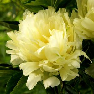 国華園 芍薬苗 楊貴妃 2年生大株苗 1株 5〜6芽付素堀苗 多年草