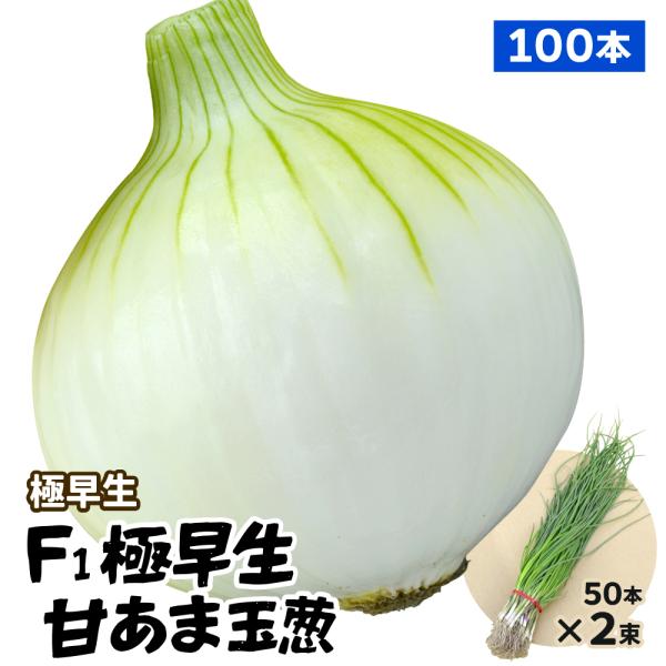 国華園 玉ねぎ苗（極早生）F1極早生甘あま玉葱 100本 抜き苗 なえ タマネギ 玉葱
