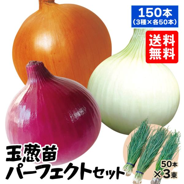 国華園 玉ねぎ苗 玉葱苗パーフェクトセット 3種150本（各50本） 送料無料 抜き苗 なえ set...