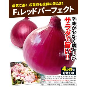 国華園 玉ねぎ苗 玉葱苗パーフェクトセット 3...の詳細画像5