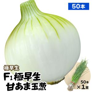 国華園 玉ねぎ苗（極早生）F1極早生甘あま玉葱 50本 抜き苗 なえ タマネギ 玉葱