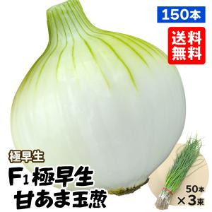 国華園 玉ねぎ苗（極早生）F1極早生甘あま玉葱 150本 送料無料
