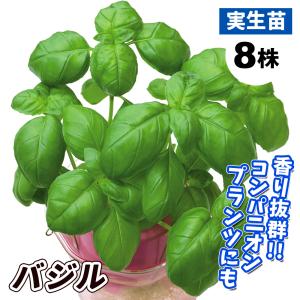 国華園 実生野菜苗 バジル（スイートバジル） 8株　ハーブ やさいなえ