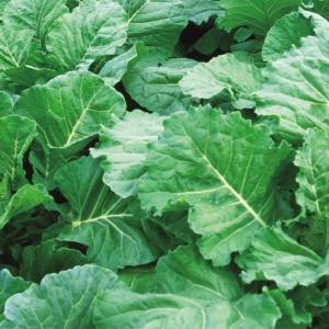 国華園 種 野菜たね キャベツ 青汁ケール 1袋（1ml） 甘藍 やさいの種