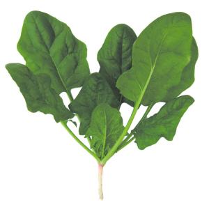 国華園 種 野菜たね ホウレン草 ノーベルほうれん草 1袋（30ml） 法蓮草 ほうれんそう やさいの種