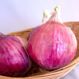 国華園 種 野菜たね タマネギ (中早生)F1...の詳細画像4